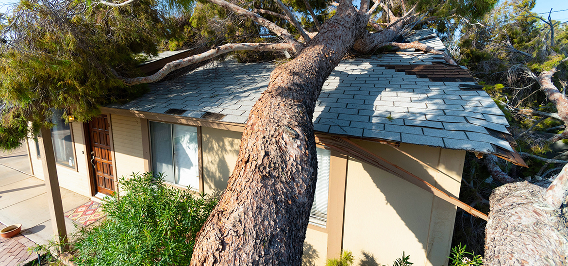 Fallen tree lying on damaged house roof